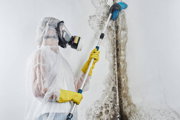 Best Mold Testing and Inspection Services in Fox Point, WI