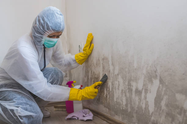 Best Post-Flood Mold Remediation in Fox Point, WI
