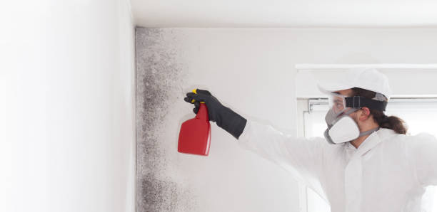Best Bathroom Mold Remediation in Fox Point, WI