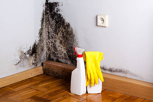 Best Attic Mold Remediation in Fox Point, WI