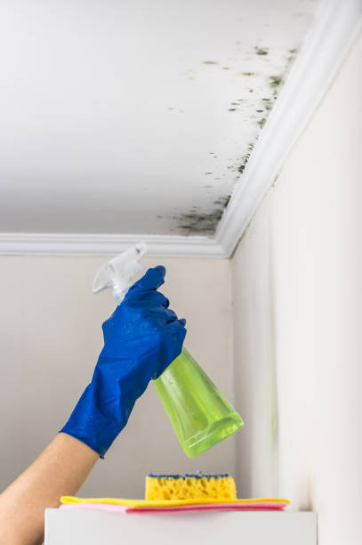 Best Post-Flood Mold Remediation in Fox Point, WI